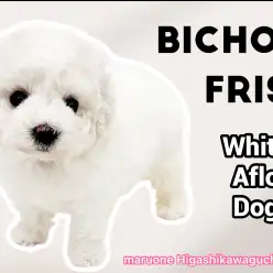 【 ビションフリーゼ 】出会いの瞬間から心奪われる！小さな天使の魅力とは？