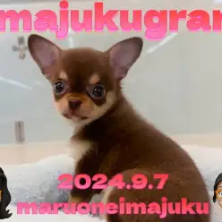 【 イマジュクグラム 】スムースコートのプレミアムなチョコタンチワワが電撃入店！