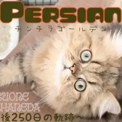 【ペルシャ】生後250日を迎えたかわいい王様に胸キュンが止まらない！