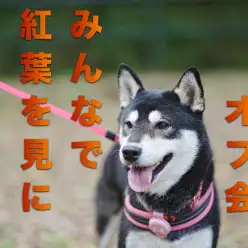 【 オフ会 】5ヶ月ぶりの開催!紅葉を見にいこうよう!!開催!