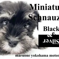 【 ミニチュアシュナウザー 】人気急上昇！ブラック＆シルバーのおひげわんこ！