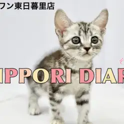 【 NIPPORI DIARY その12 】慣れた途端に甘えん坊なアメショちゃん