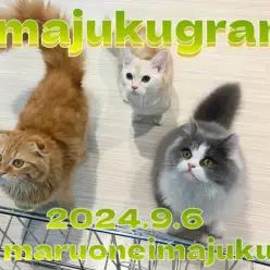 【 イマジュクグラム 】第二弾！多頭ライフができちゃうイケニャンたちに密着！