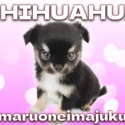 【 チワワ 】マズル超短め！小さめサイズのフレンドリーな女の子が聖地に降臨！