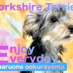 【 ヨーキー 】3回目のワクチンが終了！もうすぐ始まるお散歩デビューが楽しみ！