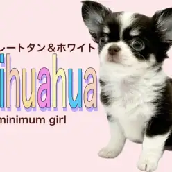 【 チワワ 】濃すぎて伝わらない!ビターブラックなチョコタン&ホワイトの女の子