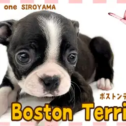 【 ボストンテリア 】待ってました！愛嬌たっぷりのムチムチBODYちゃん！