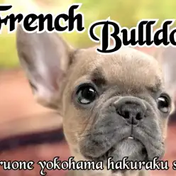 【 フレンチブルドッグ 】ぶちゃカワ代表！明るい性格と独特な雰囲気が大人気！