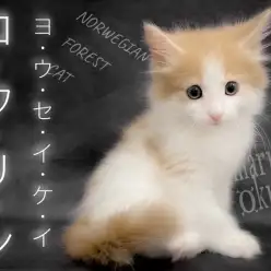 【 ノルウェージャンフォレストキャット 】森の妖精降臨！！シンプルにイケニャン。