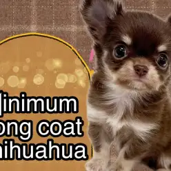 【 ロングコートチワワ 】可愛いが大渋滞！ミニマムサイズの天使が降臨