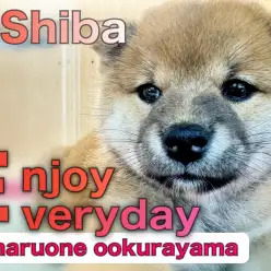 【 赤柴 】はじめまして!環境慣れ抜群のムチコロボディの可愛い女の子です!