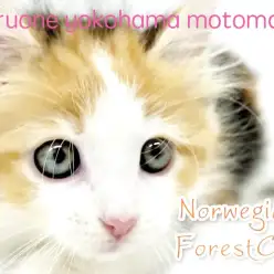 【 ノルウェージャンフォレストキャット 】北欧の風！美しきヒーリングキャット！