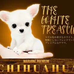 【 チワワ 】マズル短め希少なホワイト！物怖じしないフレンドリーな性格に注目！