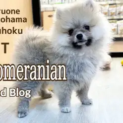 【 ポメラニアン 】生後75日！第2弾 ポメスマイルで生活習慣トレーニング中