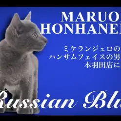【 ロシアンブルー 】横顔はまるでミケランジェロ!ハンサムニャンコが本羽田店に登場!