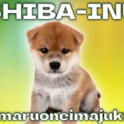 【 柴犬 】初心者必見！濃厚な赤毛を纏った超温厚な赤柴の男の子が横浜今宿店に登場