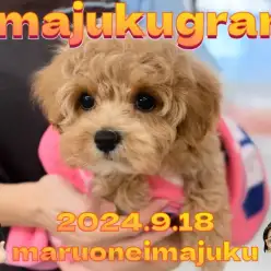 【 イマジュクグラム 】生後3ヶ月の甘えん坊マルプー！初めてのシャンプーに密着！