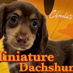 【  ミニチュアダックスフント 】濃厚なチョコレートカラーに包まれたプリンセス