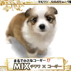 【 MIX 】ちっこいコーギー？可愛すぎるチワワ×コーギーMIX