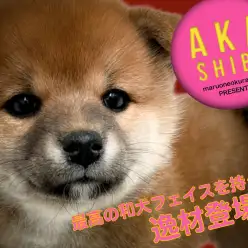 【 赤柴 】丸顔・どすこい・穏やかな最高の和犬フェイスの逸材!