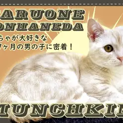 【 マンチカン 】おもちゃが大好きな生後7ヶ月のクリームタビーの男の子に密着!