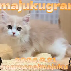 【 イマジュクグラム 】ふみふみタイムは究極の癒し！サイベリアンの最新動画！