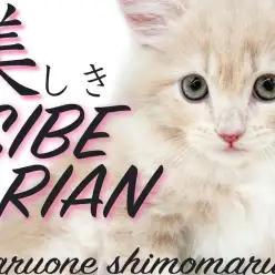 【 サイベリアン 】職業、美しすぎる猫やってます。スキンシップ好きで懐っこい性格