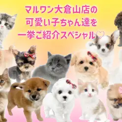 【 お客様感謝祭開催中 】大倉山店の可愛い子ちゃん達を一挙ご紹介！