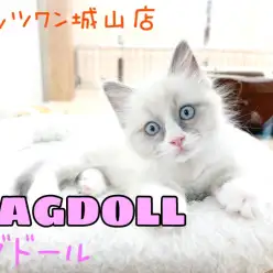 【 ラグドール 】とっても穏やかなぬいぐるみにゃんこ