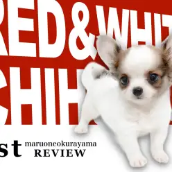 【 チワワ 】個性的なカラーリングのマズル短め・童顔フェイスの男の子！