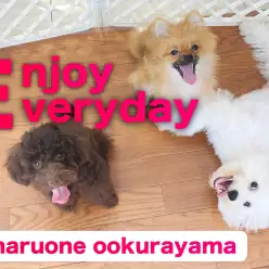 【 モフモフトリオ 】運動・しつけ・愛情でトレーニング！遊んで賢く成長中！