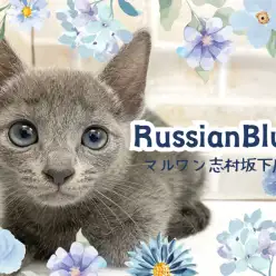 【 ロシアンブルー 】艶やかなブルーを纏った天使！ロシアンブルーがやってきた！