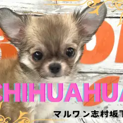 【 チワワ 】バンビのように愛らしいルックス！小さめサイズのチワワちゃんが入店！