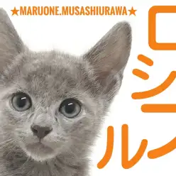 【 ロシアンブルー 】宝石のような瞳を持ったスタイル抜群な甘えん坊さん！！