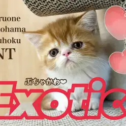 【 エキゾチック 】大きな瞳＆鼻ぺちゃ！愛嬌たっぷり！ぶちゃかわ界のプリンス！