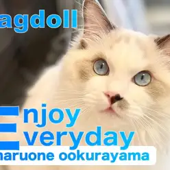 【 ラグドール 】1日8時間？！ネコちゃんの毛づくろいには理由があった！