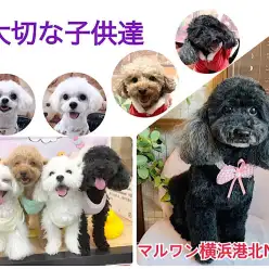 【 ファーストパートナー 】マルワン横浜港北NT店スタッフ中村の愛犬物語！