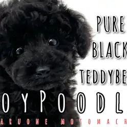 【 トイプードル 】横浜の黒いテディベア!輝く艶ブラックをご照覧あれ!