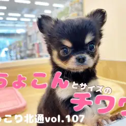 【 ほっこり北通vol.107 】手のひらサイズチワワ降臨！