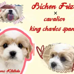 【 キャバション 】超レアmix！黄金のブレンハイムカラーが美しいわんこ！