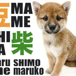 【 豆柴 】情熱の赤を身に纏う！小柄なサイズと温和な性格で可愛く飼いやすい逸材！