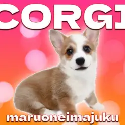 【 コーギー 】初心者必見!白いマフラーと靴下がおしゃれな胴長短足の女の子!