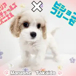 【 キャバリア×ビションフリーゼ 】短足が可愛いドワーフ体型の童顔キャバション！