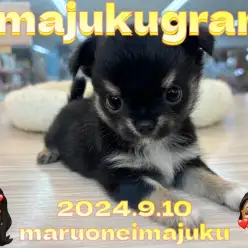 【 イマジュクグラム 】生後2ヶ月体重538g！王道ブラタンチワワの女の子！