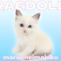【 ラグドール 】初心者必見！ブルーポイントバイカラーの目ヂカラ最強な温厚ガール！