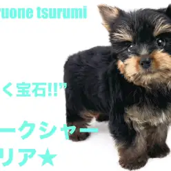 【 ヨークシャーテリア 】毛色の変化がとても楽しみな男の子！！