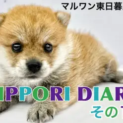 【 NIPPORI DIARY その11 】入店速報！不思議ちゃん系ポメ柴MIX