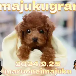 【 イマジュクグラム 】生後3ヶ月体重634g！甘えん坊トイプードルちゃま最新動画！