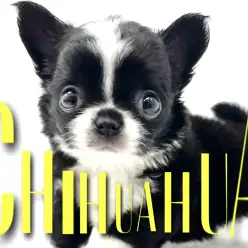 【 チワワ 】超短足にベビーフェイス！魅力てんこ盛りモノクロわんこ！