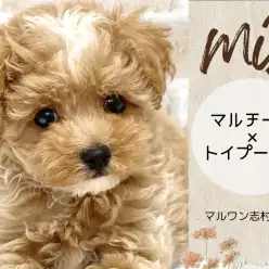 【 MIX 】MIX界の人気者！ふんわりカラーの癒し系マルプーちゃんが降臨！